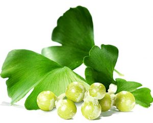 Ginko_biloba